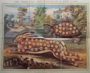 The Hare and the Tortoise