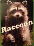 Raccoon