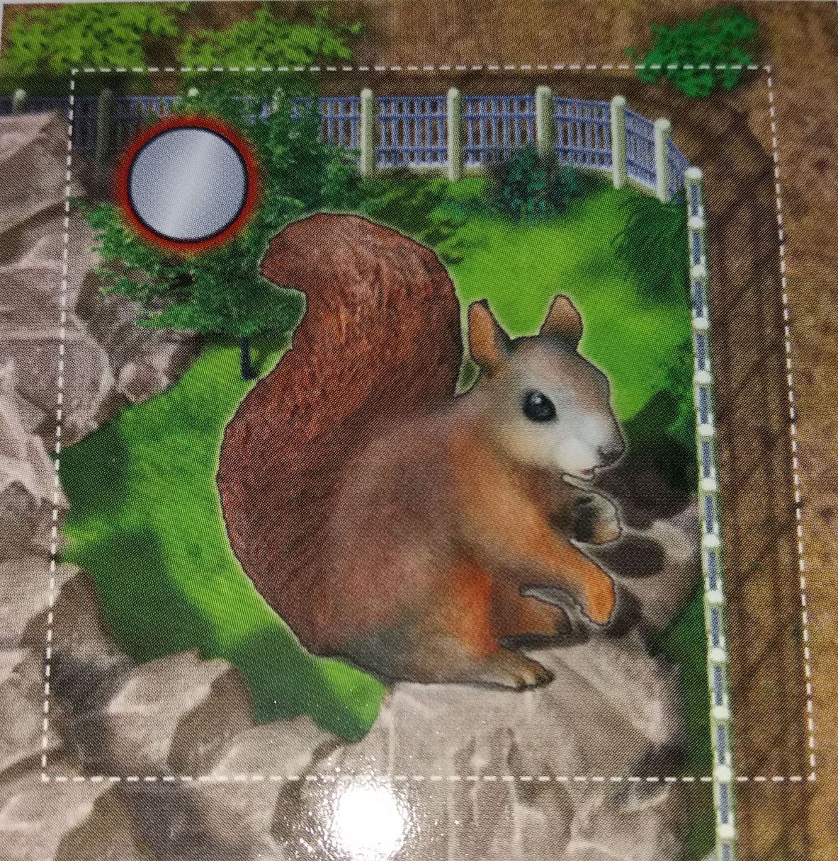 Zooloretto: Squirrel box art