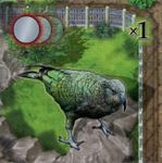 Zooloretto: Kea