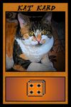 Cats in a Box: A Game of Feline Photography