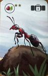 Safari Photo: Ants Promo Cards