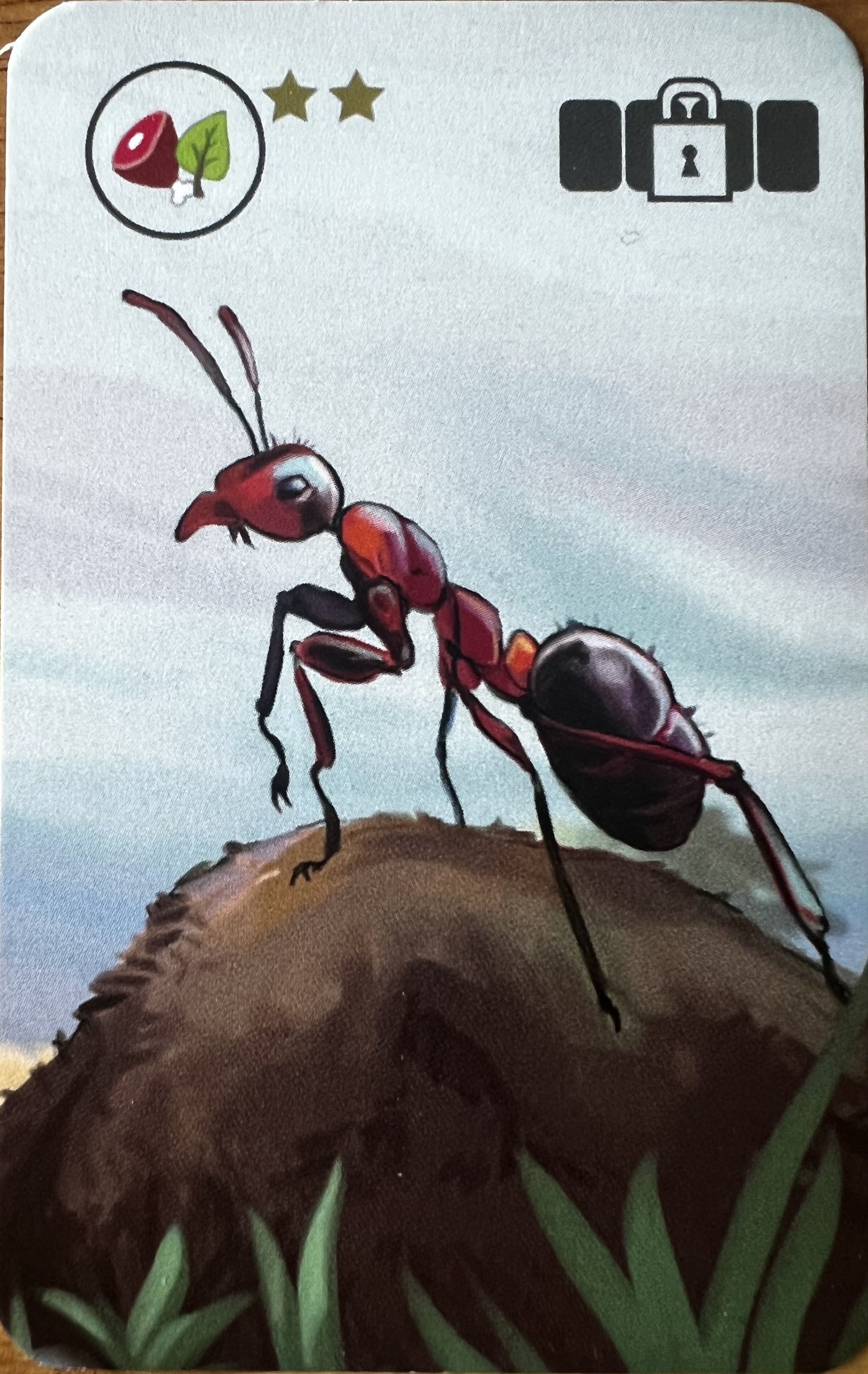 Safari Photo: Ants Promo Cards box art