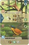 Forest Shuffle: Gibbon / Pitta Promo Card