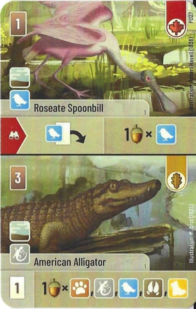 Forest Shuffle: Roseate Spoonbill / American Alligator Promo Card doboz
