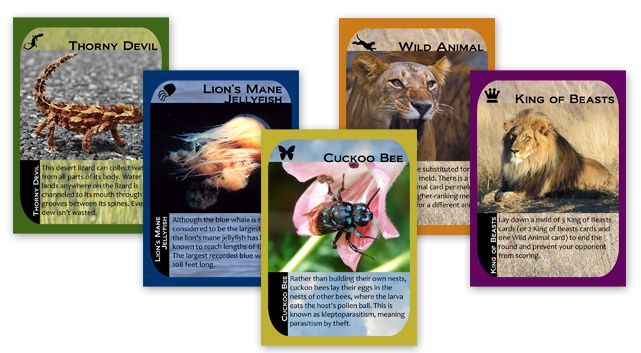 Coperta Untamed: A Rummy Revolution