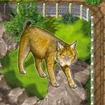 Zooloretto: Iberian Lynx box art
